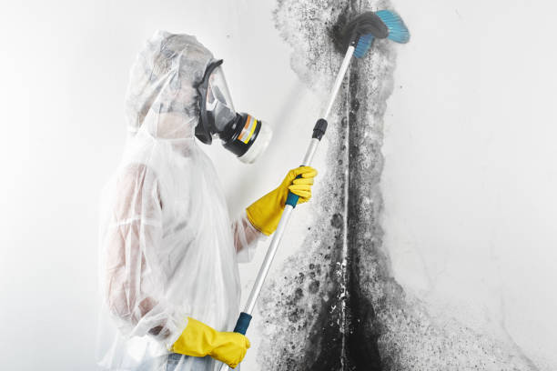 Best Mold Odor Removal Services  in Wells Branch, TX